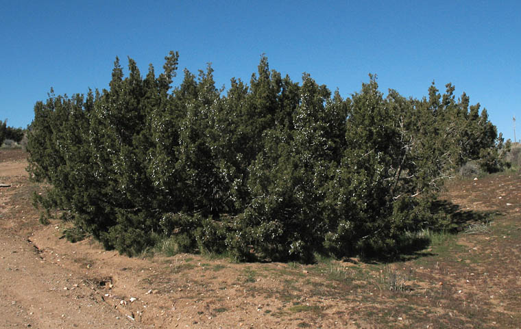 Detailed Picture 6 of Juniperus californica