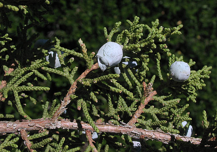 Detailed Picture 5 of Juniperus californica
