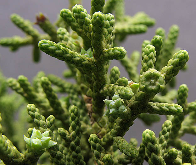 Detailed Picture 4 of Juniperus californica