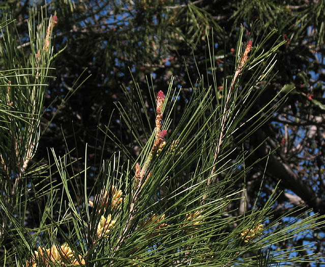 Detailed Picture 3 of Pinus halepensis ssp. halepensis