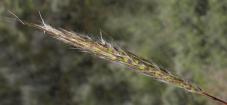 Detailed Picture 1 of Bothriochloa barbinodis