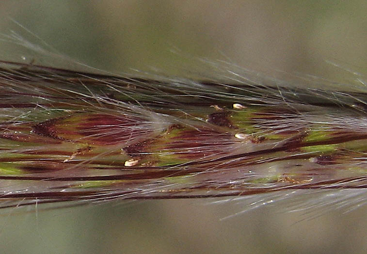 Detailed Picture 4 of Bothriochloa barbinodis