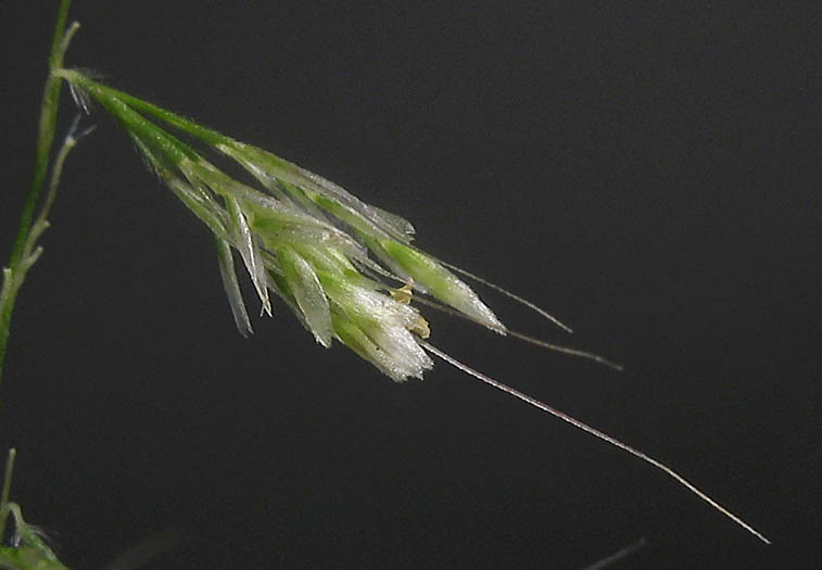 Detailed Picture 1 of Lamarckia aurea