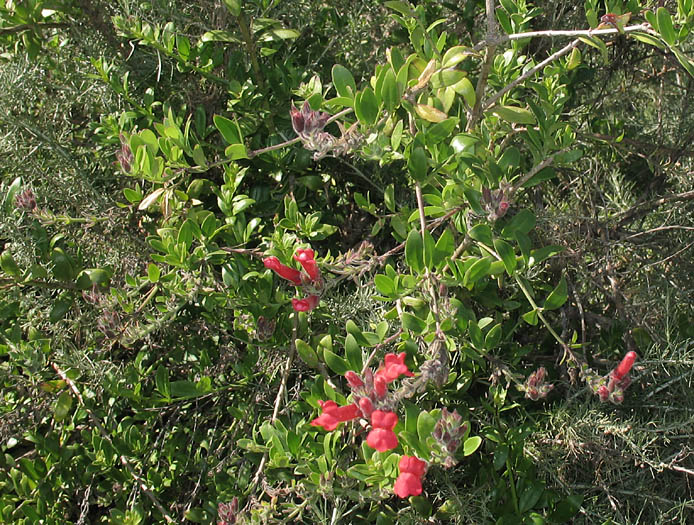 Detailed Picture 3 of Gambelia speciosa