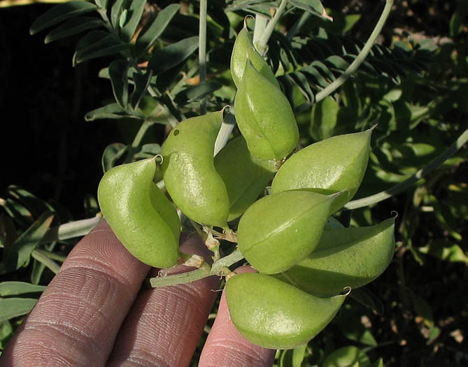 Detailed Picture 5 of Astragalus trichopodus var. lonchus