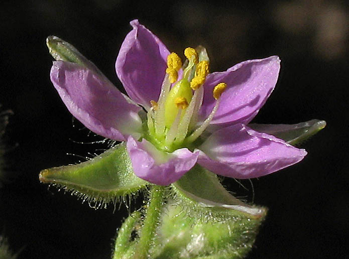 Detailed Picture 2 of Spergularia macrotheca var. macrotheca