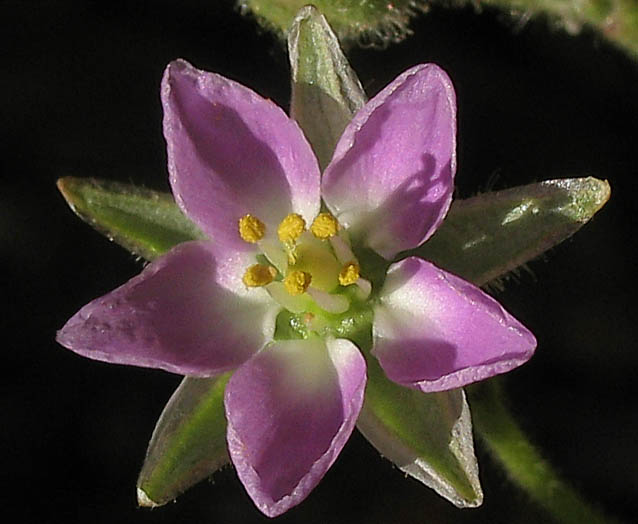 Detailed Picture 1 of Spergularia macrotheca var. macrotheca