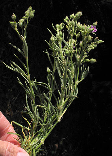 Detailed Picture 4 of Spergularia macrotheca var. macrotheca