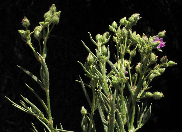 Detailed Picture 3 of Spergularia macrotheca var. macrotheca