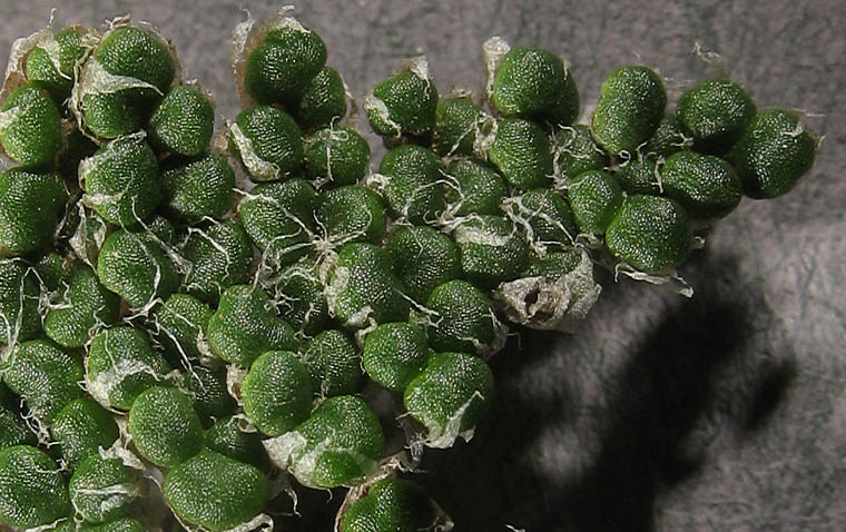 Detailed Picture 1 of Myriopteris covillei