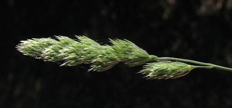 Detailed Picture 3 of Dactylis glomerata