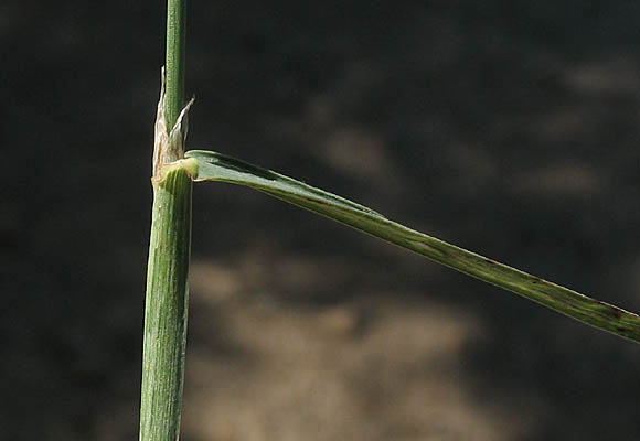 Detailed Picture 9 of Dactylis glomerata