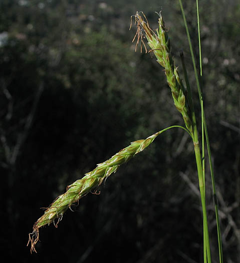 Detailed Picture 1 of Carex obispoensis