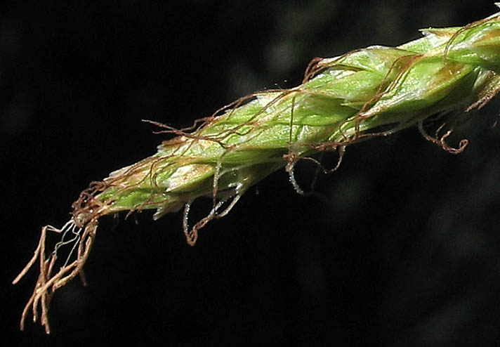 Detailed Picture 2 of Carex obispoensis