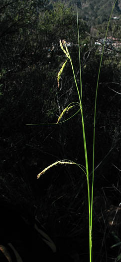 Detailed Picture 4 of Carex obispoensis