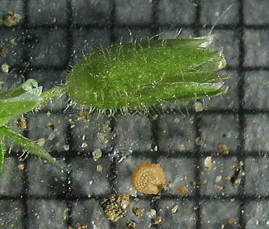 Detailed Picture 7 of Stellaria pallida