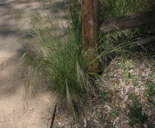 Detailed Picture 5 of Stipa cernua