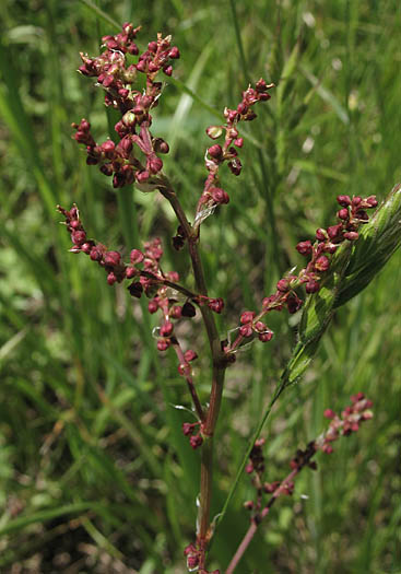 Detailed Picture 3 of Rumex acetosella