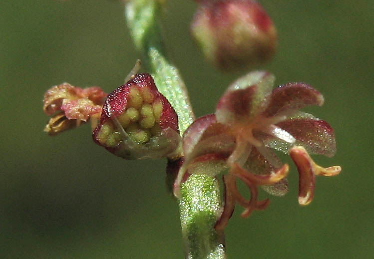 Detailed Picture 1 of Rumex acetosella