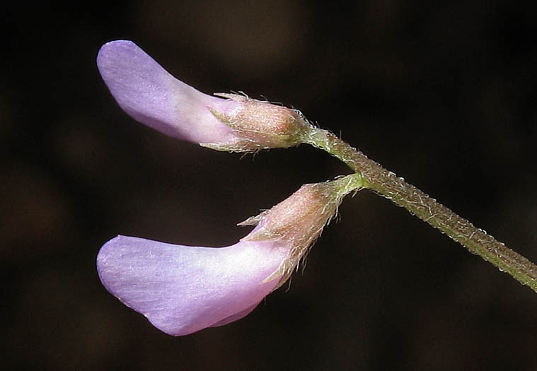 Detailed Picture 4 of Vicia ludoviciana ssp. ludoviciana