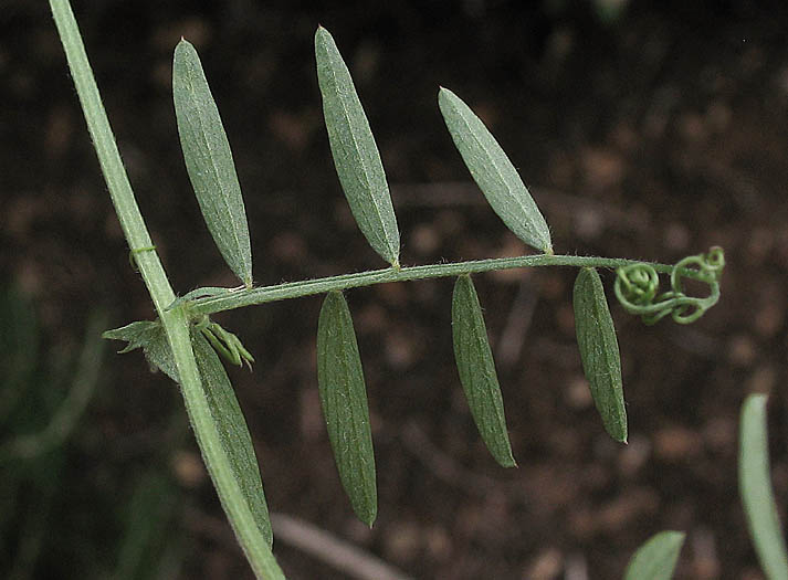 Detailed Picture 7 of Vicia ludoviciana ssp. ludoviciana