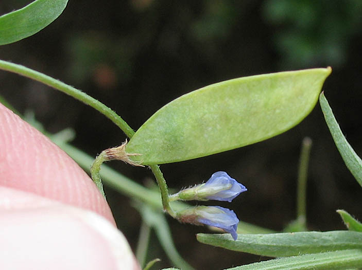 Detailed Picture 8 of Vicia ludoviciana ssp. ludoviciana