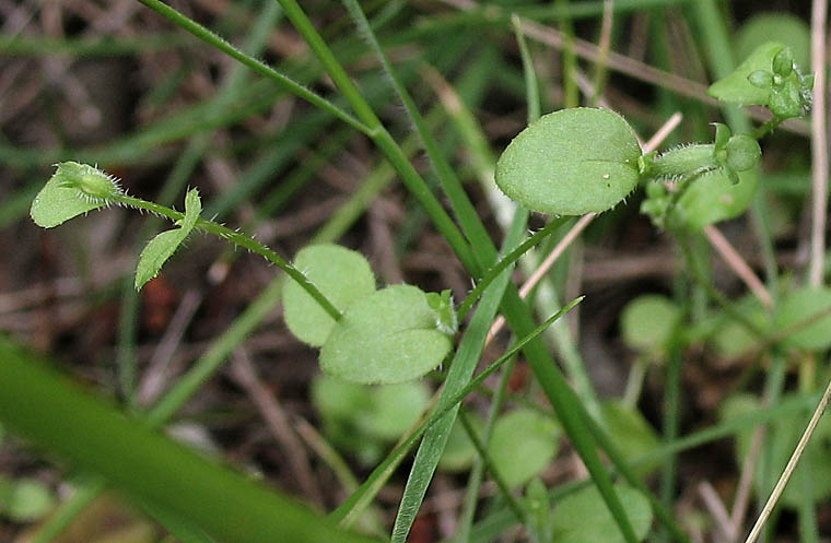 Detailed Picture 5 of Triodanis biflora