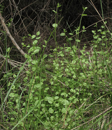Detailed Picture 6 of Triodanis biflora