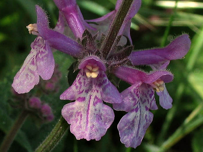 Detailed Picture 2 of Stachys bullata