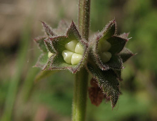 Detailed Picture 6 of Stachys bullata