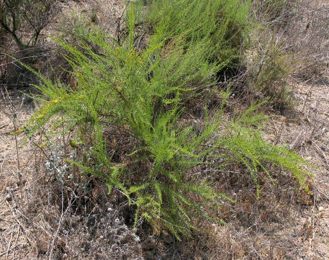Detailed Picture 3 of Ericameria palmeri var. pachylepis