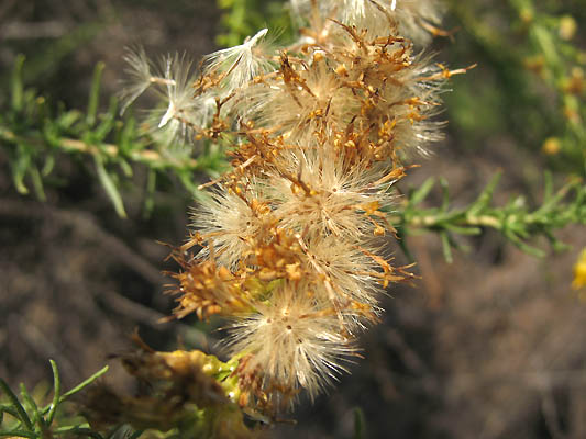 Detailed Picture 6 of Ericameria palmeri var. pachylepis