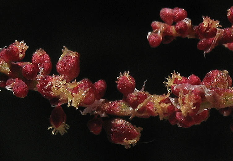 Detailed Picture 4 of Rumex acetosella