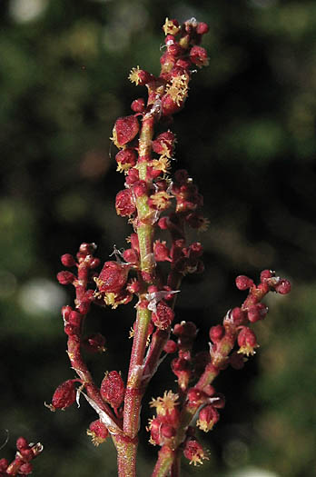 Detailed Picture 5 of Rumex acetosella