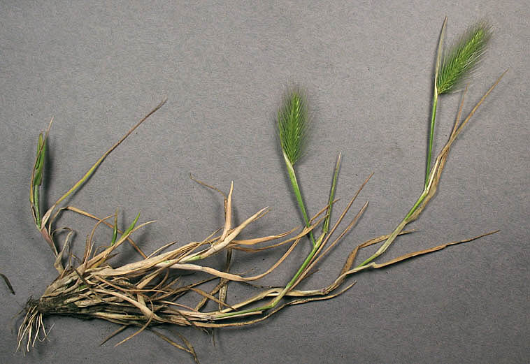 Detailed Picture 3 of Hordeum marinum ssp. gussoneanum