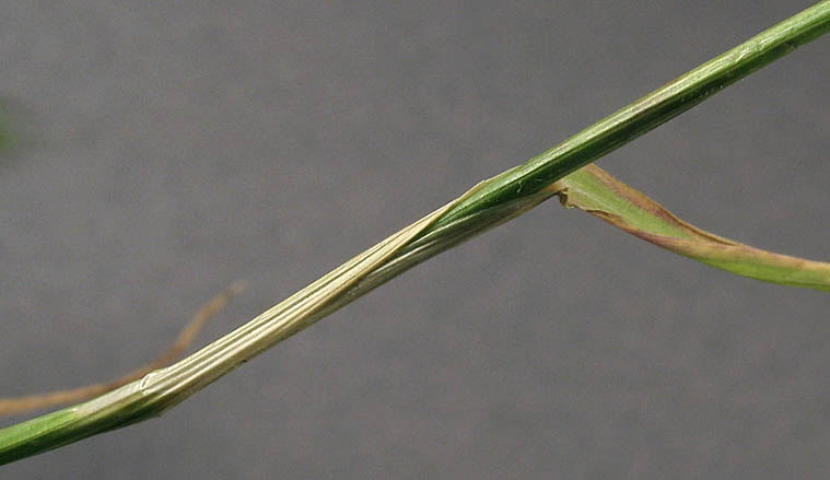 Detailed Picture 4 of Hordeum marinum ssp. gussoneanum