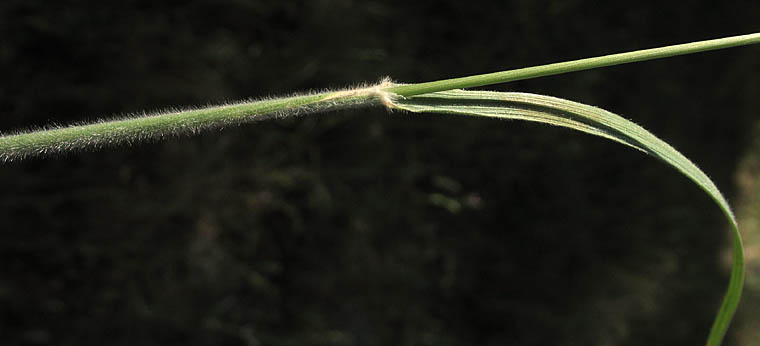 Detailed Picture 9 of Koeleria macrantha