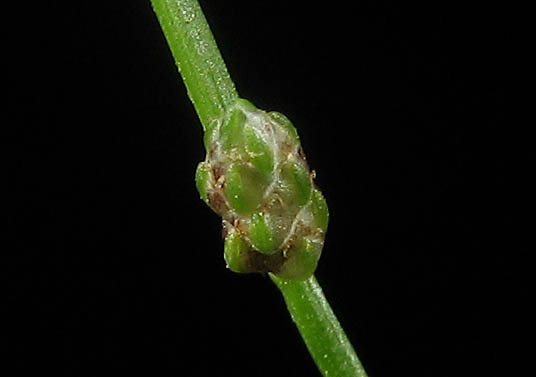 Detailed Picture 2 of Isolepis cernua