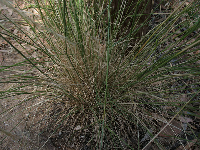 Detailed Picture 4 of Stipa cernua