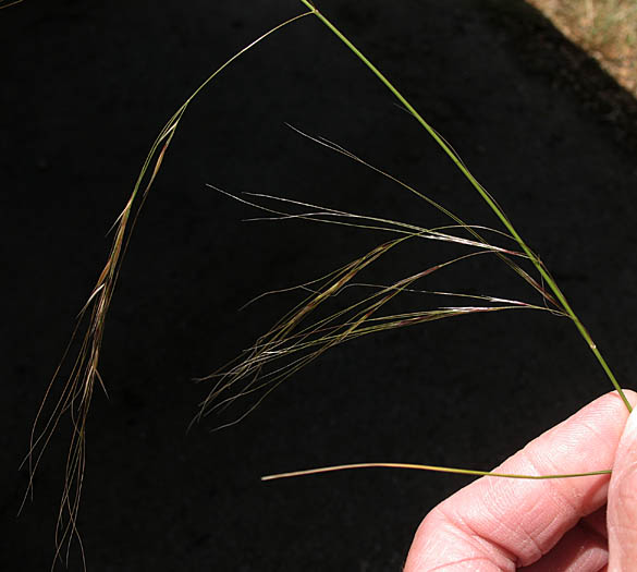 Detailed Picture 3 of Stipa cernua