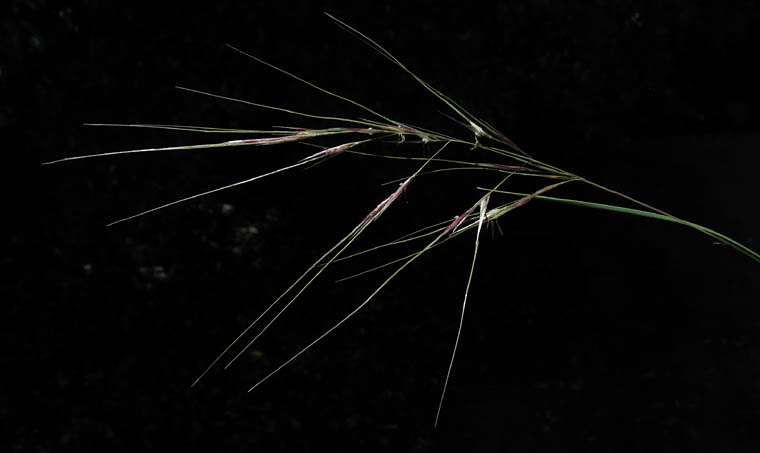 Detailed Picture 1 of Stipa cernua
