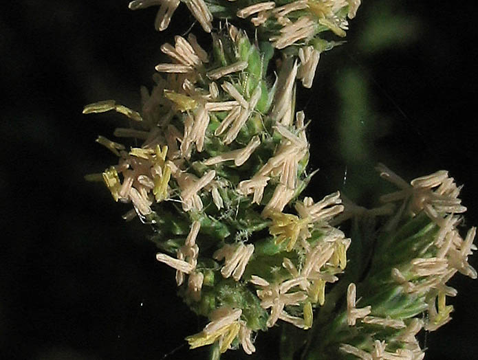 Detailed Picture 2 of Dactylis glomerata