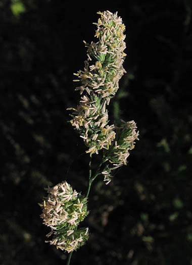 Detailed Picture 6 of Dactylis glomerata