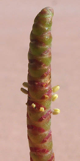 Detailed Picture 2 of Salicornia pacifica