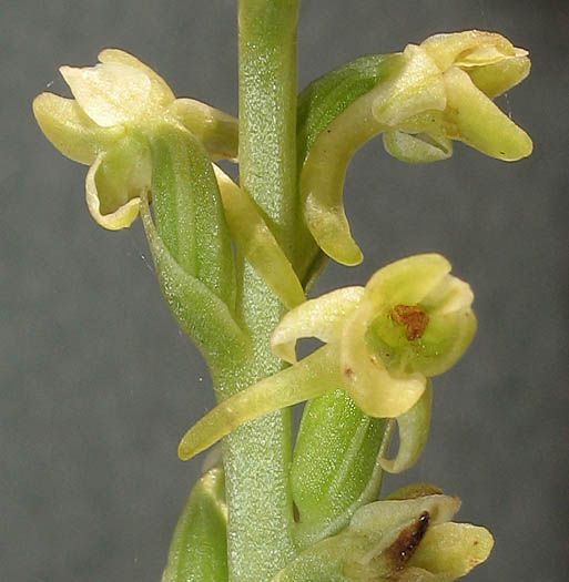 Detailed Picture 1 of Piperia cooperi