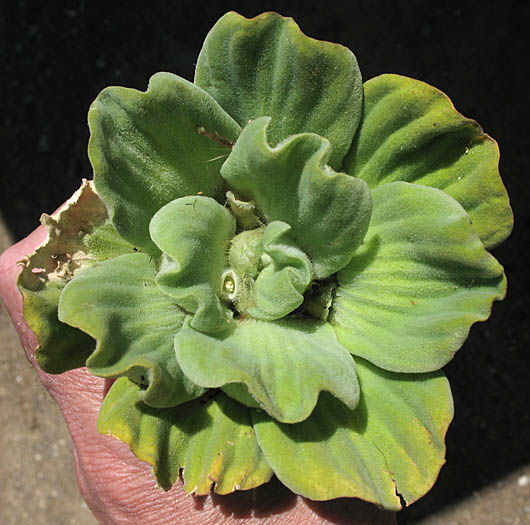 Detailed Picture 3 of Pistia stratiotes