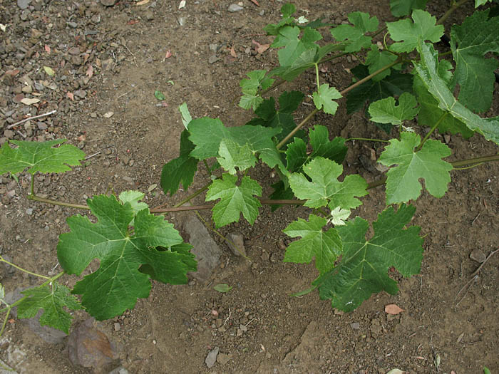 Detailed Picture 4 of Vitis vinifera