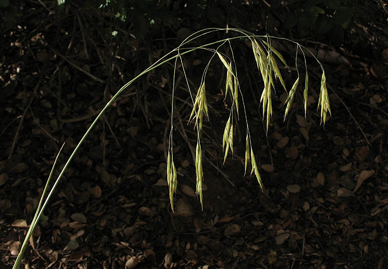 Detailed Picture 2 of Bromus pseudolaevipes