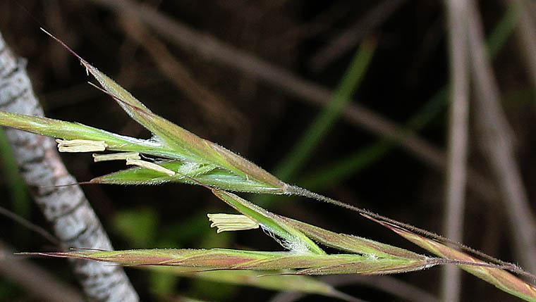 Detailed Picture 1 of Bromus pseudolaevipes