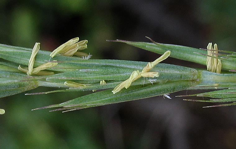 Detailed Picture 1 of Elymus glaucus ssp. glaucus